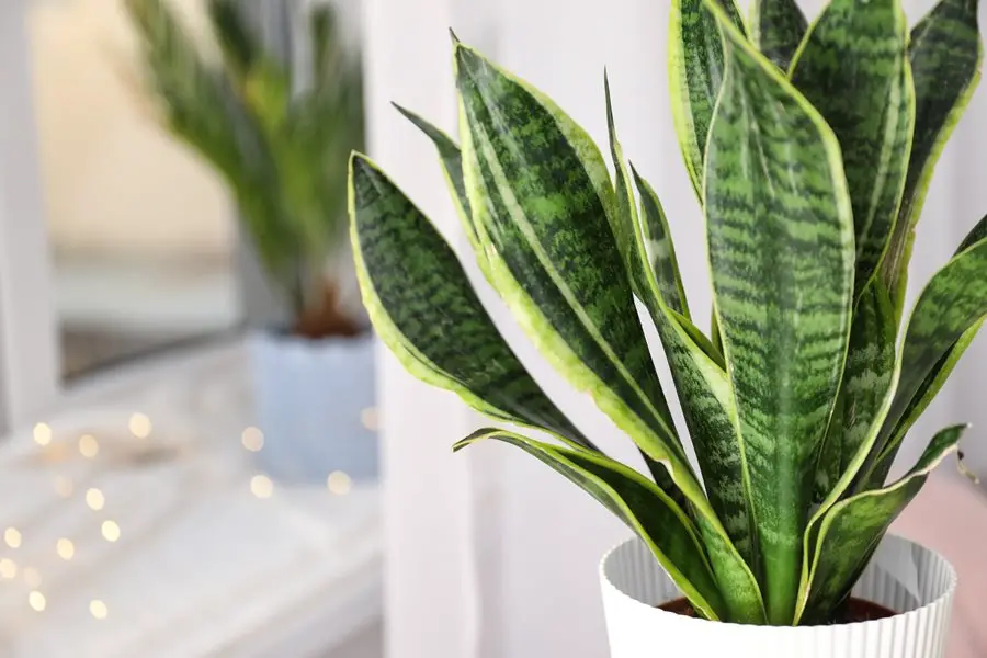 How to propagate snake plant