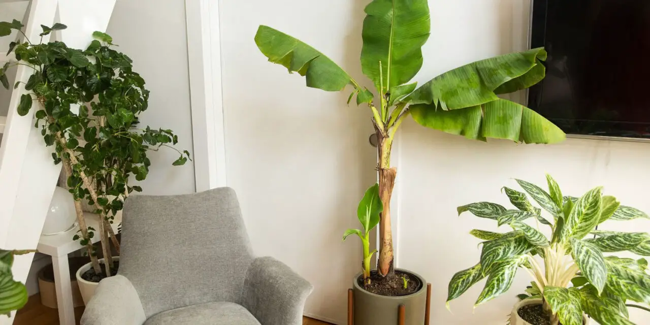 How to Care for a Banana Palm Tree