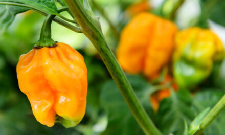 How to Grow Habanero Peppers in Your Garden
