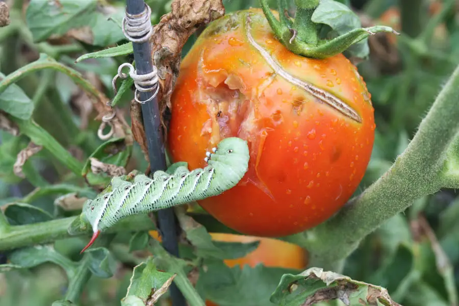 What is a Tomato Hornworm and How Does it Affect Your Crops?