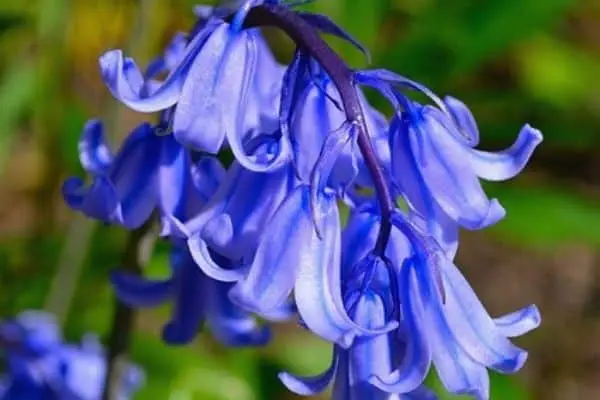 How to Grow Bluebells: A Complete Guide
