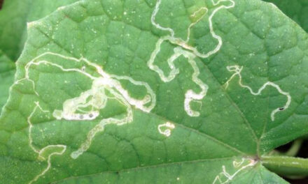 How to Identify and Get Rid of Leaf Miners