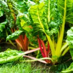 How to Grow Silverbeets