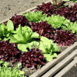 How to Grow a Salad Garden: From Arugula to Spinach