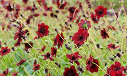 How to Grow Chocolate Cosmos