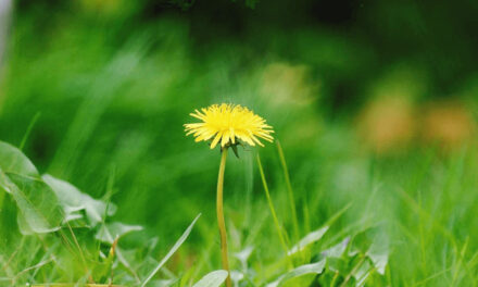How to Get Rid of Dandelions in The Yard