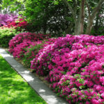 Bringing Your Garden to Life with Azaleas: Expert Advice for Growing and Thriving