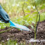 The Ultimate Guide to Spring Fertilizing: When and What to Feed Your Plants
