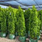 Simple Tips For Transplanting Cedar Trees With Ease