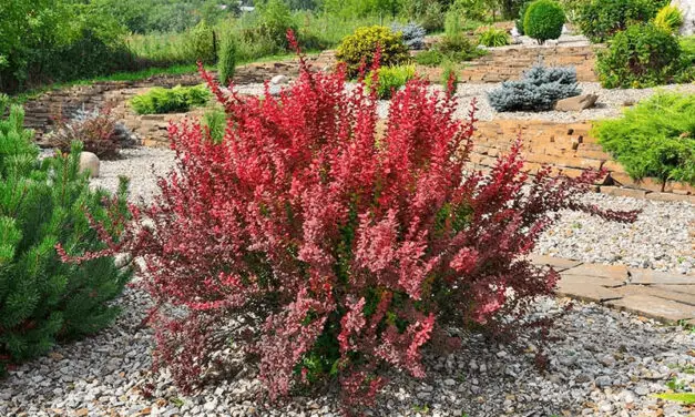 Comprehensive Guide on Growing Barberry Plants: Nature’s Vibrant Ornamental Delight