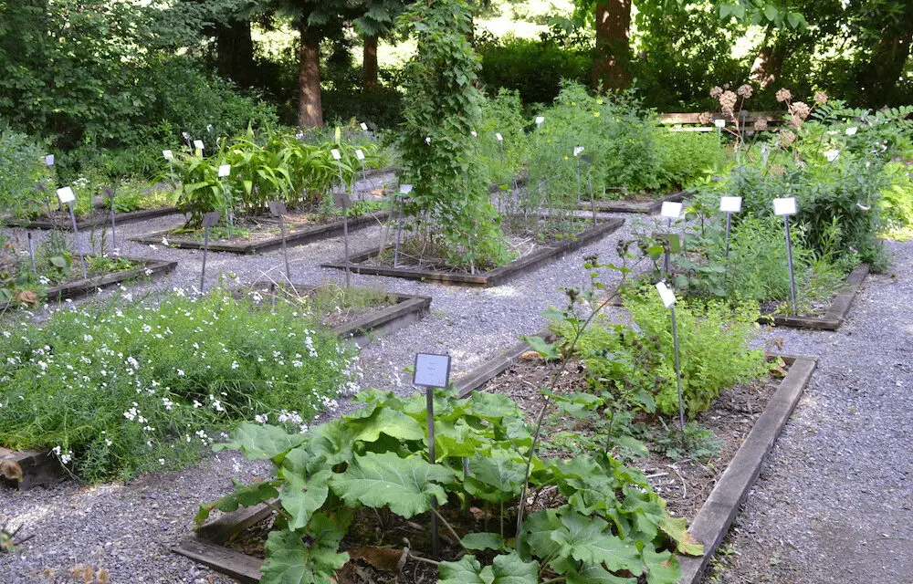 The Healing Power of Herbaceous Plants: Medicinal Herb Garden Guide