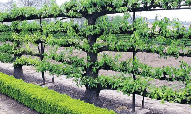 How to Espalier Apple Trees: Techniques and Benefits