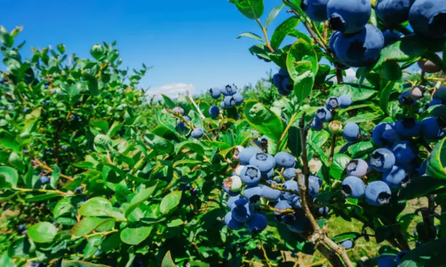 Planting and Caring for Blueberries in Acidic Soil