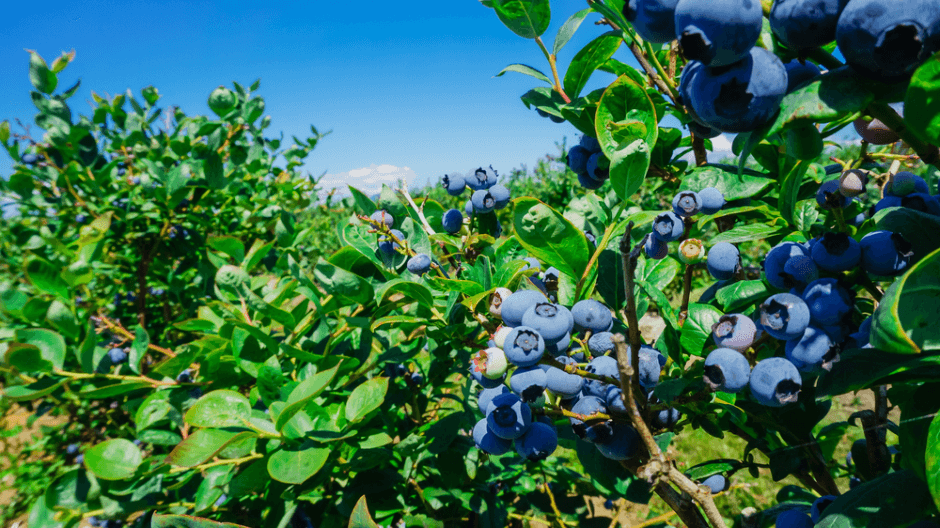 Planting and Caring for Blueberries in Acidic Soil