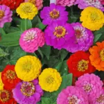 How to Grow Zinnias: A Blooming Marvel for Every Garden