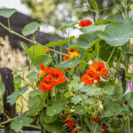 How to Grow Edible Flowers